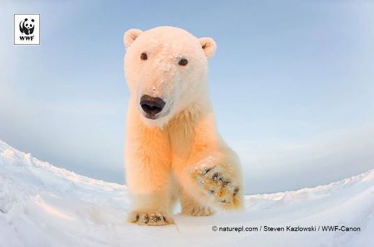 UN #climatetalks opening today on 1 December will be pivotal to gauge political will on building a #greenfuture! We expect that governments will act with urgency to close the emissions gap, including by scaling up #renewableenergy consumption to 25 per cent and doubling #energyefficiency by 2020. http://ow.ly/F7Qry