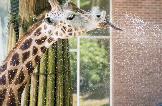Zoo animals beat the heat