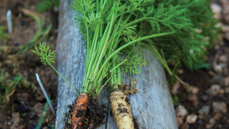 The carrot from organic vegetable garden of Saxon Hotel, Villas & Spa in Johannesburg