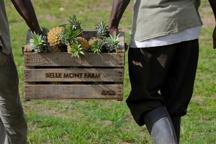 Pineapple from the fruits & vegetable garden of Belle Mont Farm, Kittitian Hill in Saint Kitts and Nevis