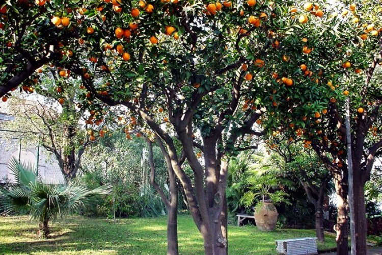 Orange Trees at Grand Hotel Excelsior Vittoria, Sorrento